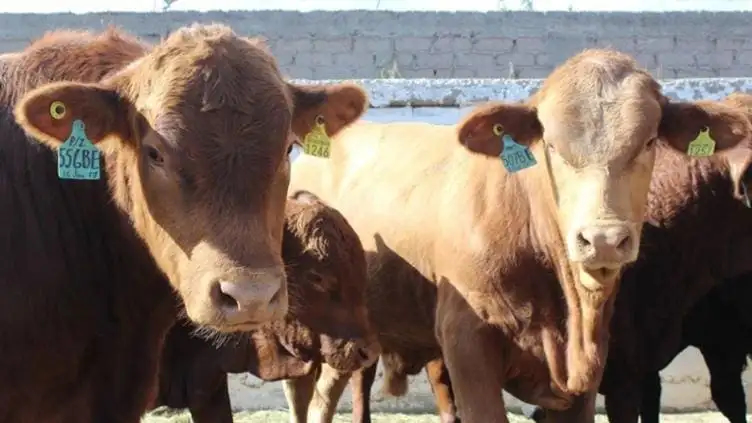 Detectan tuberculosis en ganado chihuahuense