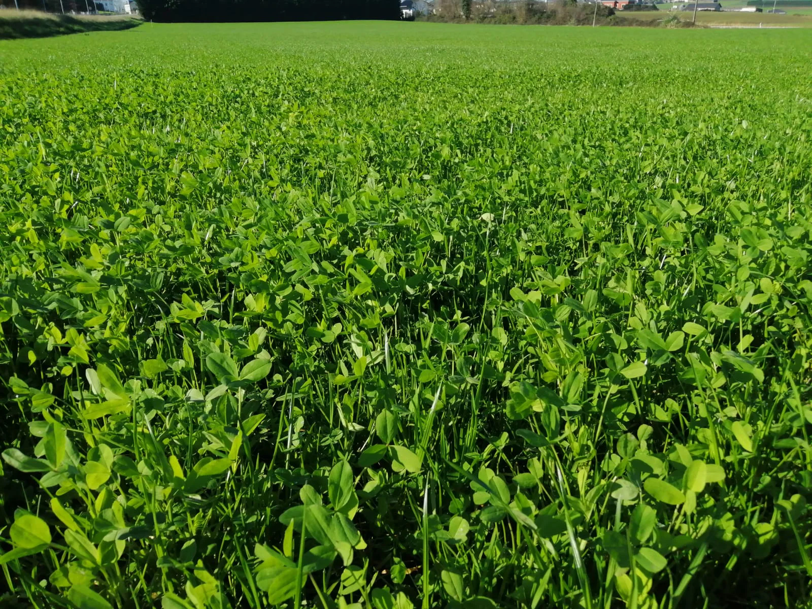 Ofrecen subsidio para semilla de pradera en Chihuahua
