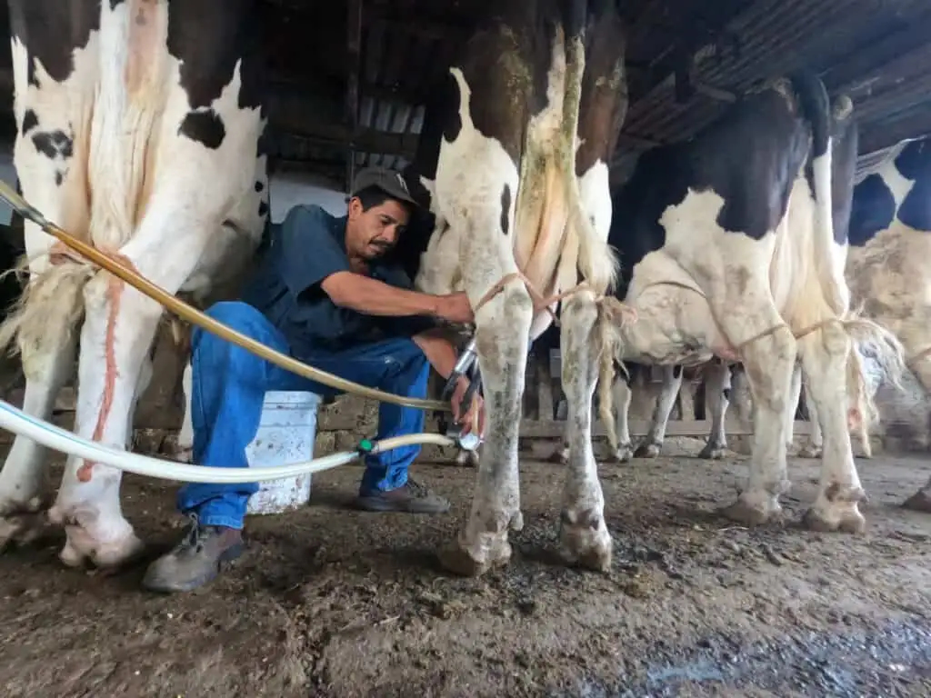 Abren apoyo con concentrado lechero para ganaderos en Chihuahua