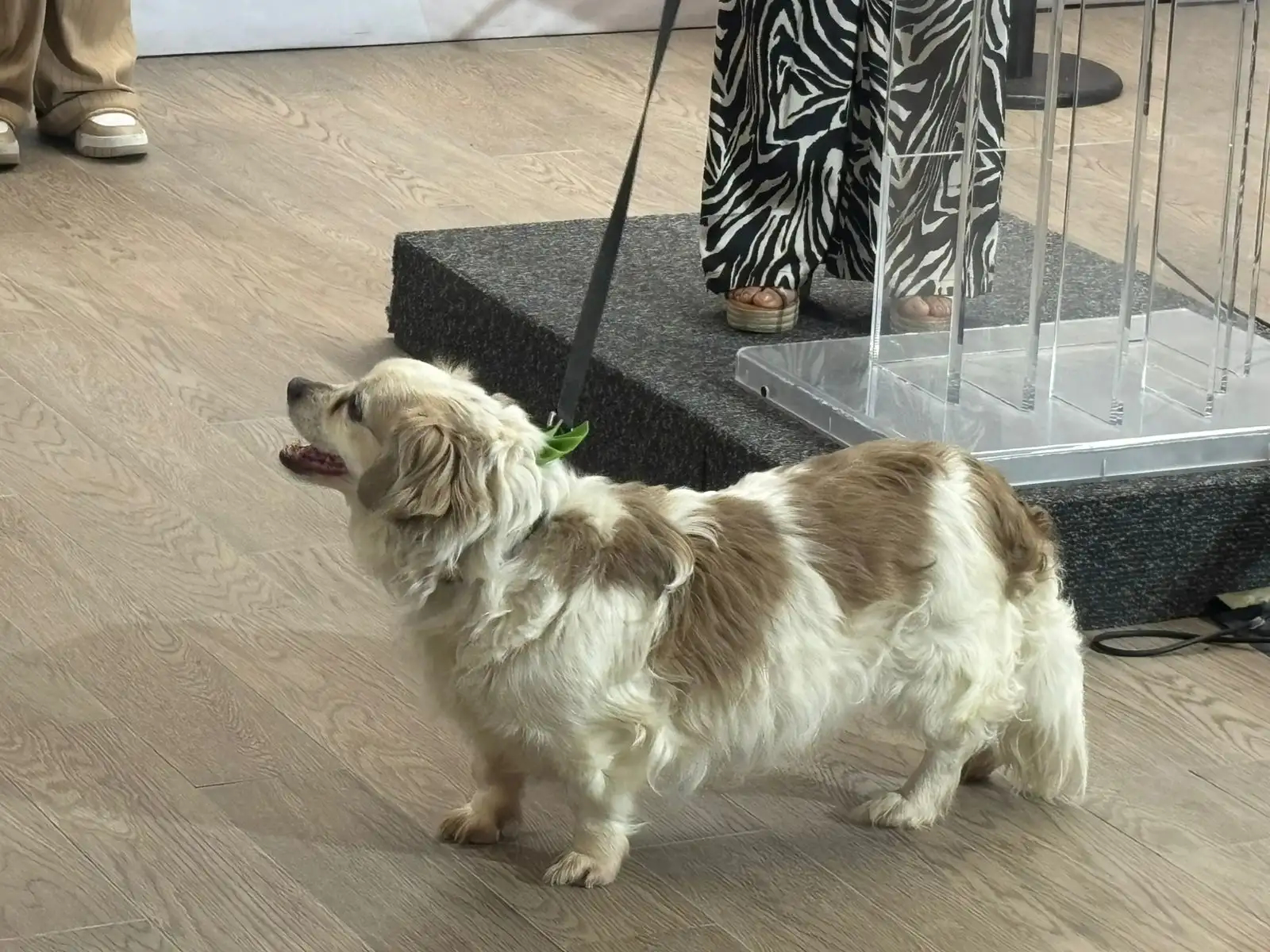 Tiene DABA 85 lomitos en adopción