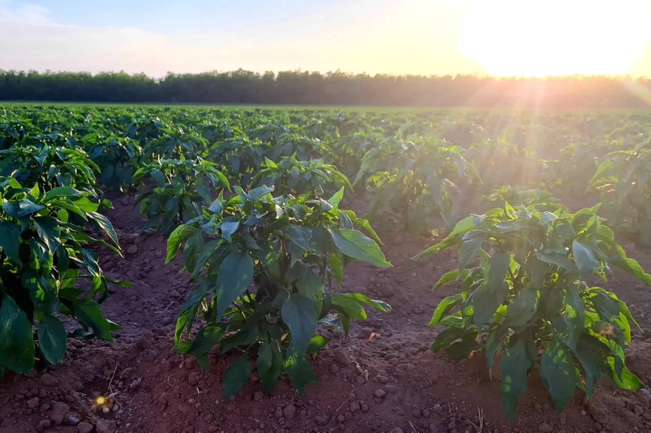 Ofrecen apoyo para fertilizantes en Chihuahua