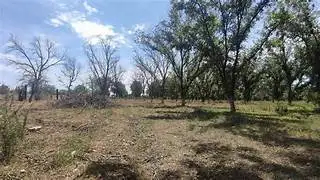 Prevén baja producción de nuez en Chihuahua por sequía