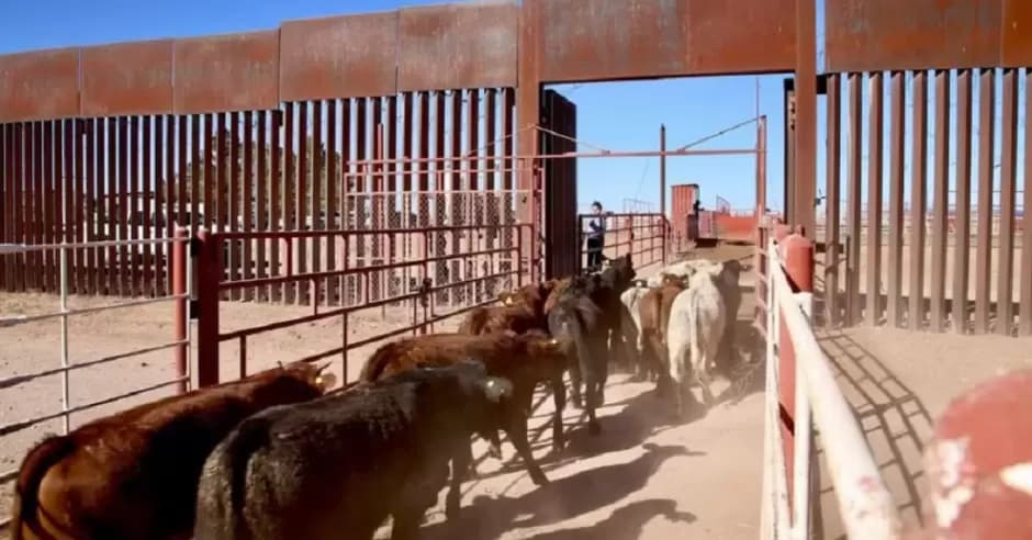 Gestionan apertura de frontera para ganado en Chihuahua