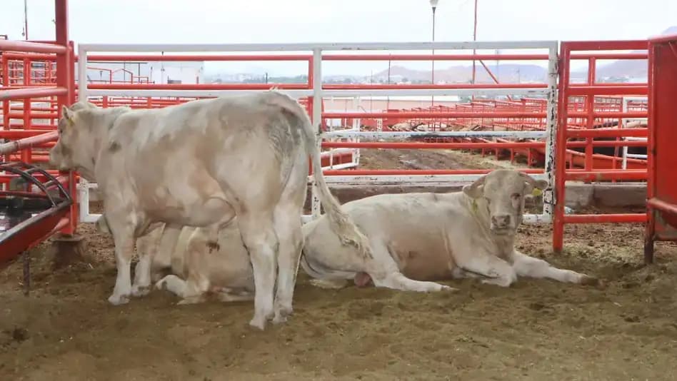 Buscan reabrir estaciones ganaderas en frontera con EU