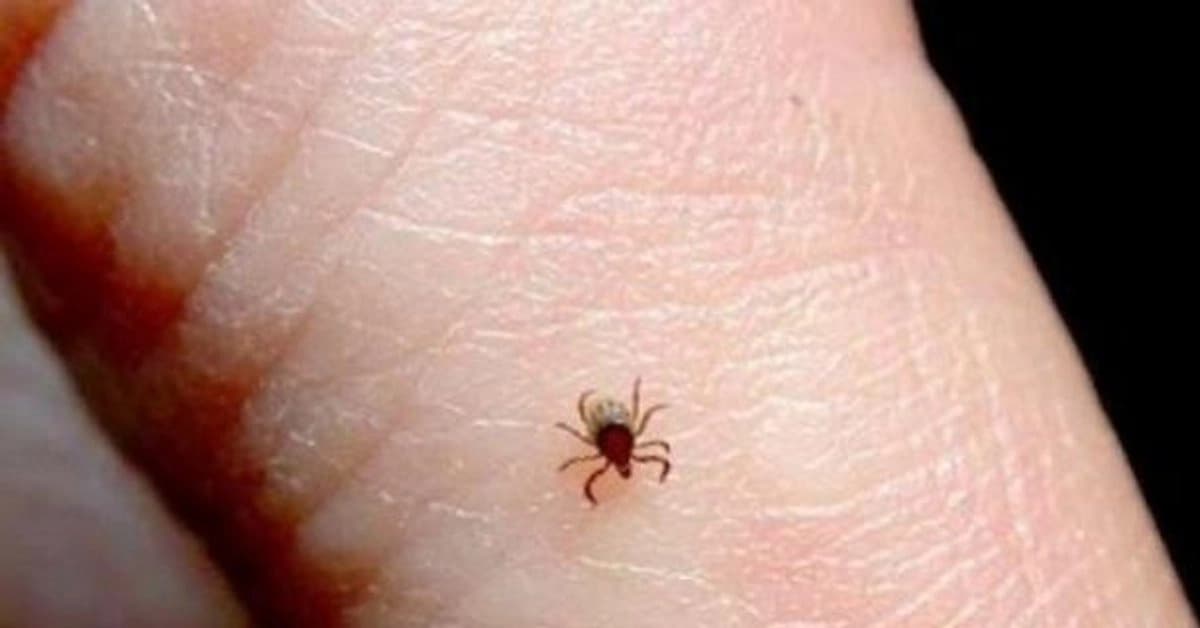 Alertan por aumento de rickettsiosis en Chihuahua