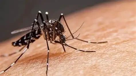 Confirman brotes de dengue en Chihuahua y Juárez