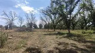 Prevén baja producción de nuez en Chihuahua por sequía