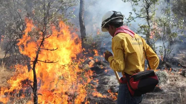 Controlan 184 incendios forestales en Chihuahua